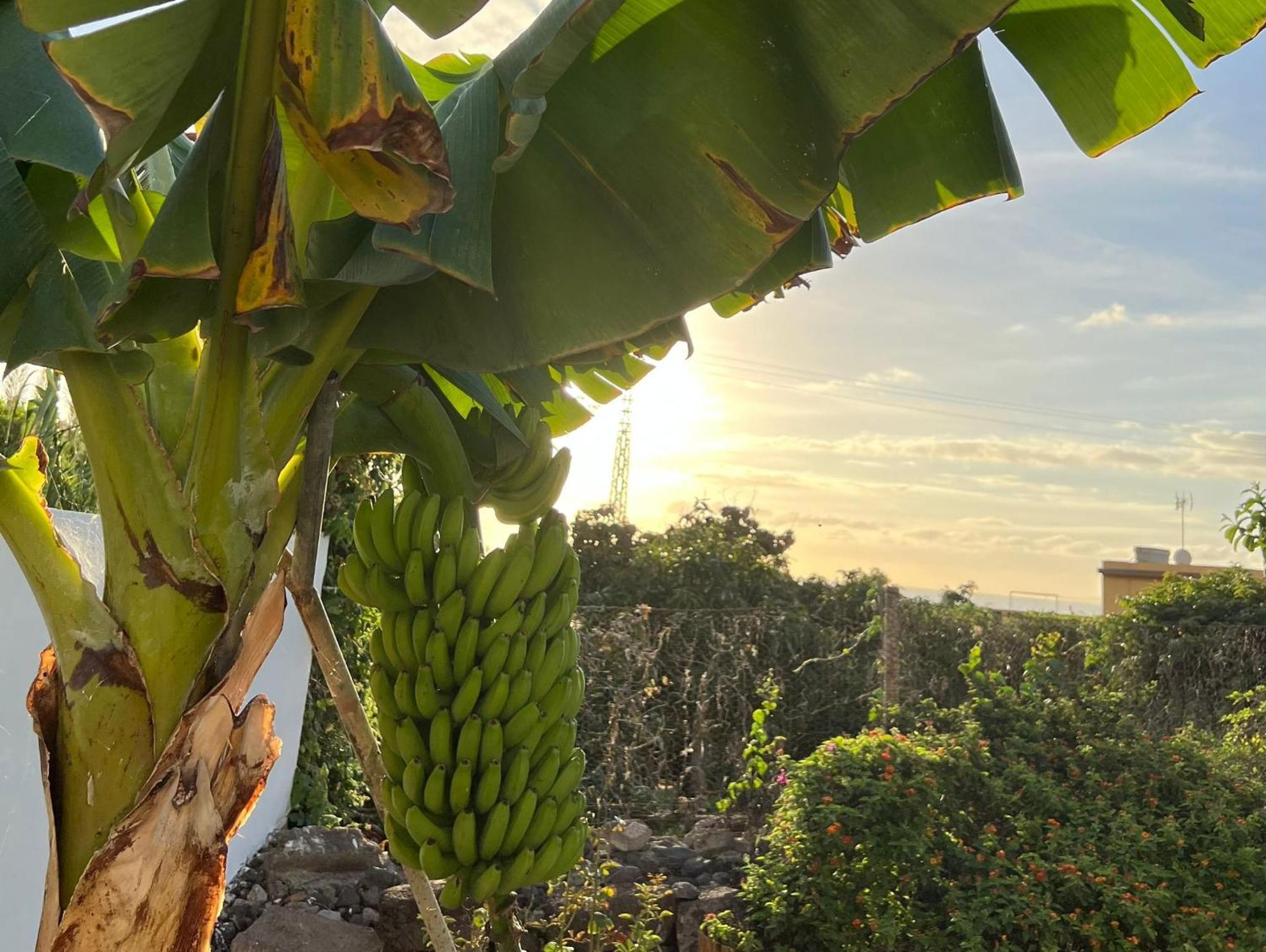 プンタ・デル・イダルゴ Un Paraiso En Tenerifeヴィラ エクステリア 写真